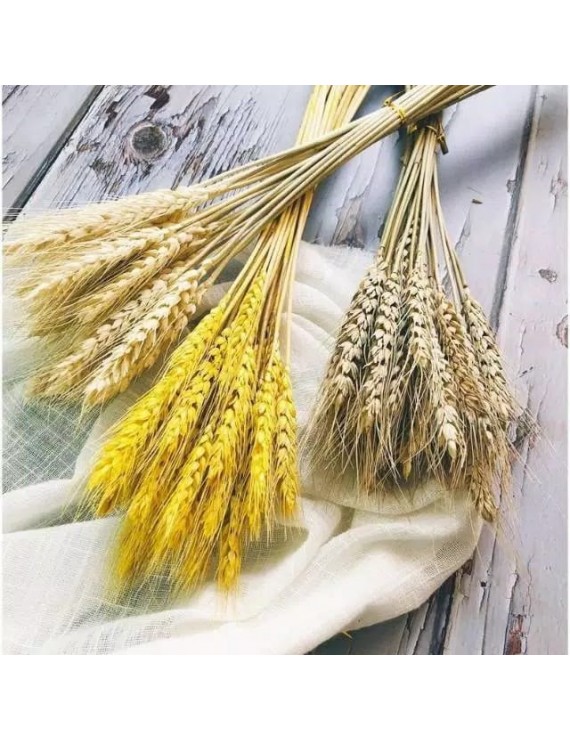 1 ikat Gandum import || Natural/gold Dried Wheat-gandum kering import