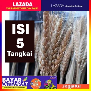 1 ikat Gandum import || Natural/gold Dried Wheat-gandum kering import