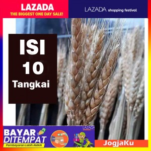 1 ikat Gandum import || Natural/gold Dried Wheat-gandum kering import