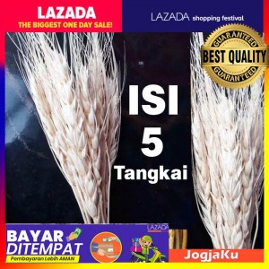 1 ikat Gandum import || Natural/gold Dried Wheat-gandum kering import