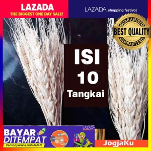 1 ikat Gandum import || Natural/gold Dried Wheat-gandum kering import