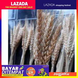 1 ikat Gandum import || Natural/gold Dried Wheat-gandum kering import