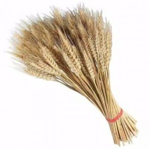 1 ikat Gandum import || Natural/gold Dried Wheat-gandum kering import