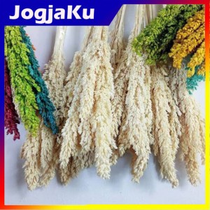 BUNGA CANTEL / SORGUM BUNGA GANDUM BUNGA KERING BUNGA HIAS HARGA PER IKAT