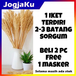 BUNGA CANTEL / SORGUM BUNGA GANDUM BUNGA KERING BUNGA HIAS HARGA PER IKAT