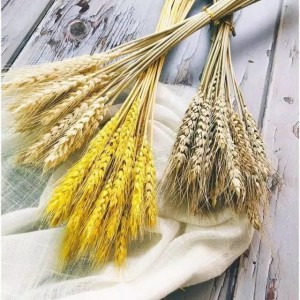 1 ikat Gandum import || Natural/gold Dried Wheat-gandum kering import