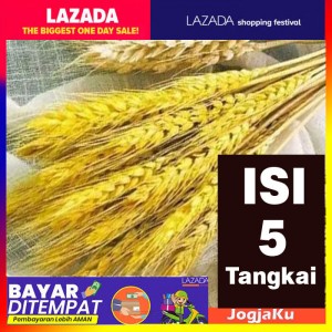 1 ikat Gandum import || Natural/gold Dried Wheat-gandum kering import